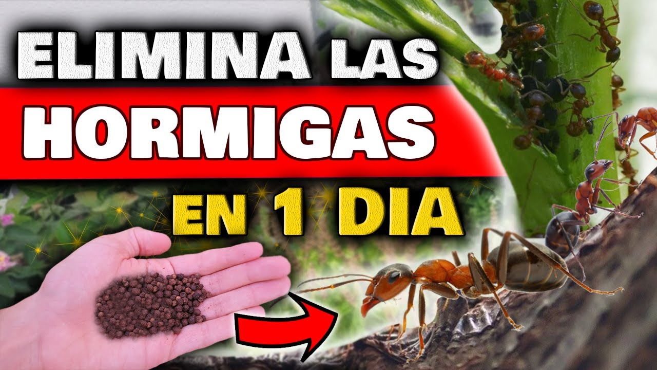 15 Remedios naturales para exterminar plagas de hormigas en el jardín 1 15 remedios naturales para exterminar plagas de hormigas en el jardin