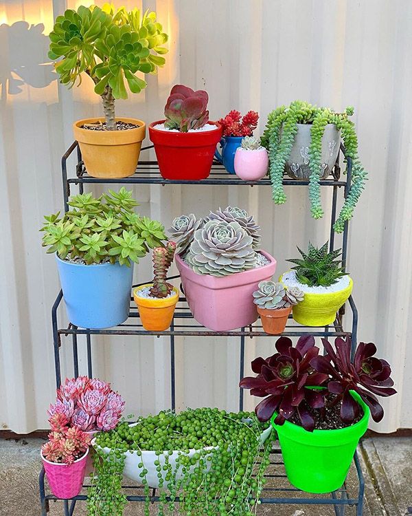 20 encantadoras ideas para decorar con suculentas 1 20 encantadoras ideas para decorar con suculentas