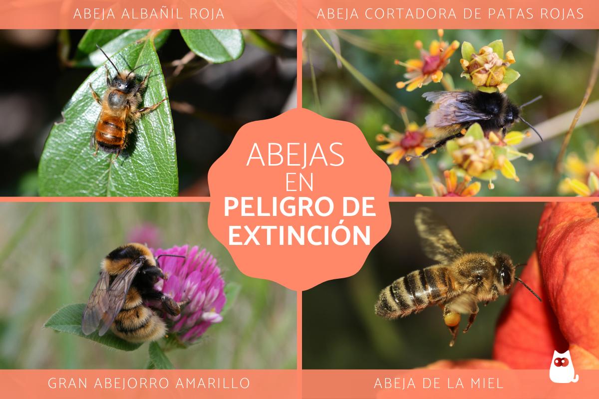 ¿Abejas, en peligro? 1 abejas en peligro