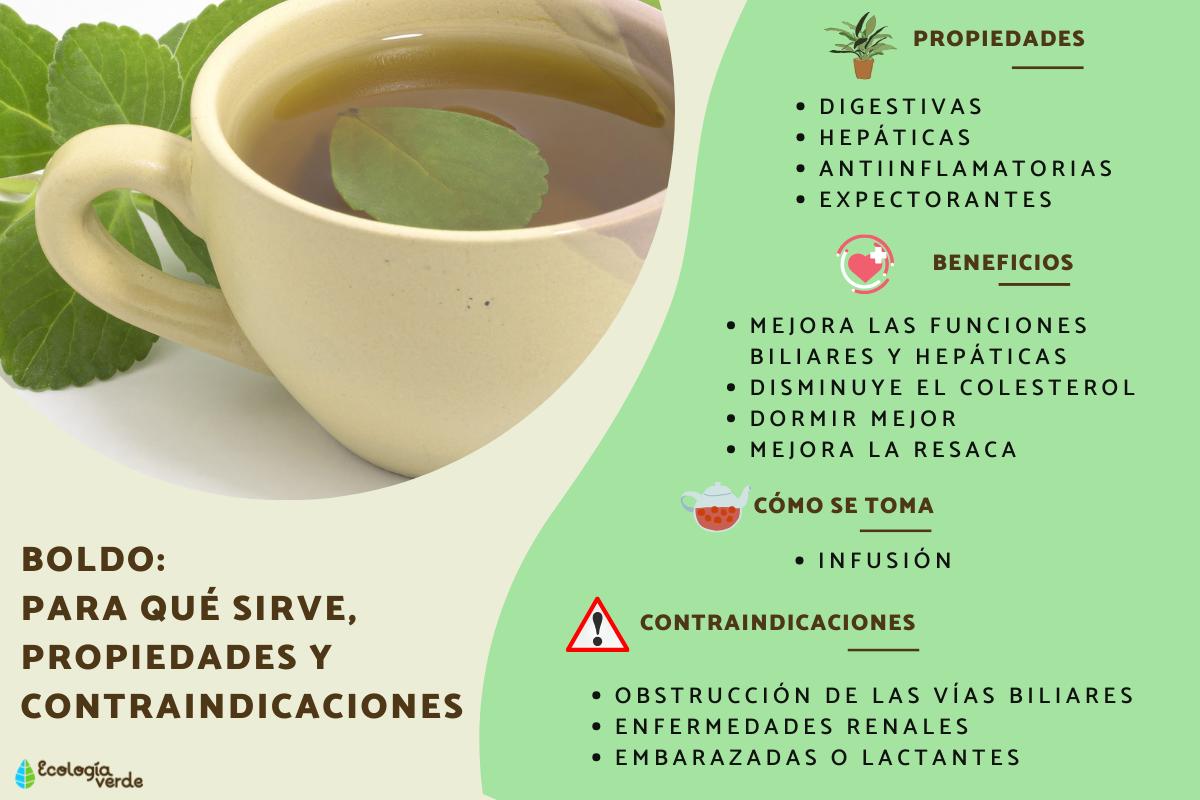 Boldo: propiedades y contraindicaciones 1 boldo propiedades y contraindicaciones