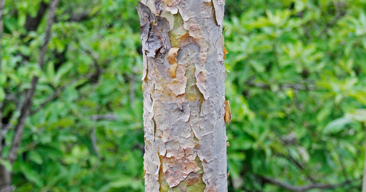 Boswellia: propiedades, beneficios, usos y contraindicaciones 1 boswellia propiedades beneficios usos y contraindicaciones