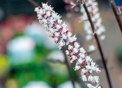 Cimicífuga o Actaea reacemosa, aliada de la menopausia 1 cimicifuga o actaea reacemosa aliada de la menopausia
