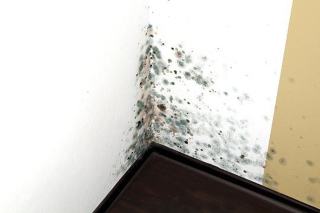 ¿Cómo eliminar el moho de tu casa ¡Y sin Tóxicos!? 1 como eliminar el moho de tu casa y sin