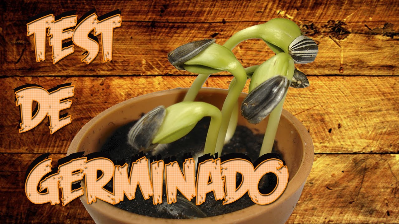 ¿Cómo Hacer Un Test de Germinado Casero? 1 como hacer un test de germinado casero