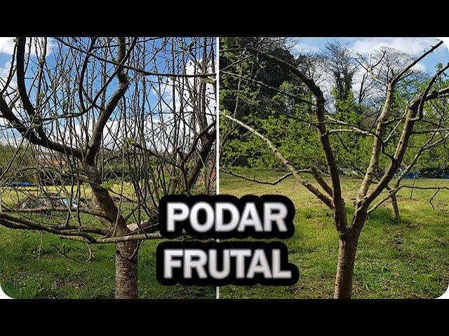 ¿Cómo Podar Un Frutal – Poda De Formación? 1 como podar un frutal poda de formacion