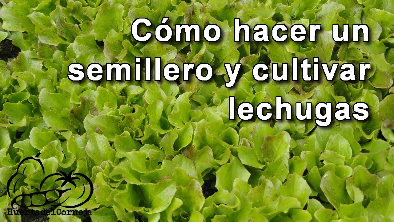 ¿Cómo Sembrar Lechuga : El Semillero? 1 como sembrar lechuga el semillero