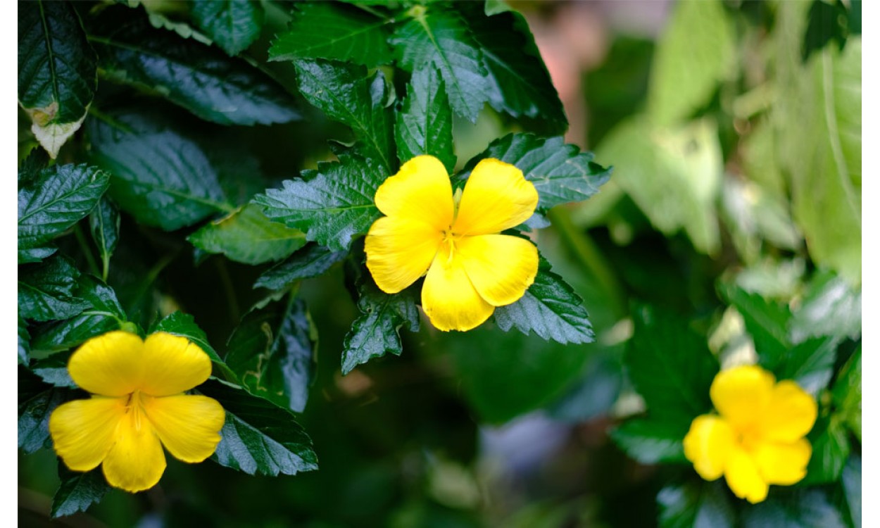 Damiana una planta Afrodisíaca y estimulante 1 damiana una planta afrodisiaca y estimulante