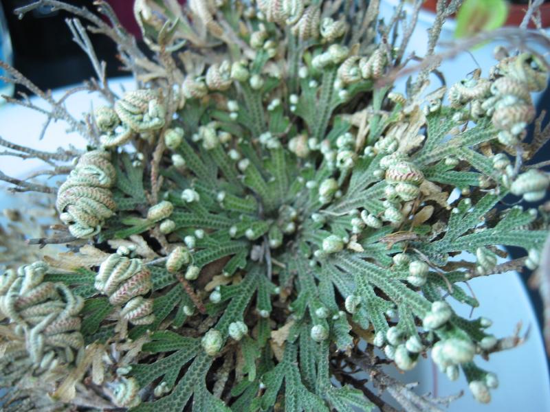 Doradilla o flor de peña Para qué sirve y propiedades de esta planta 1 doradilla o flor de pena para que sirve y propiedades de esta planta