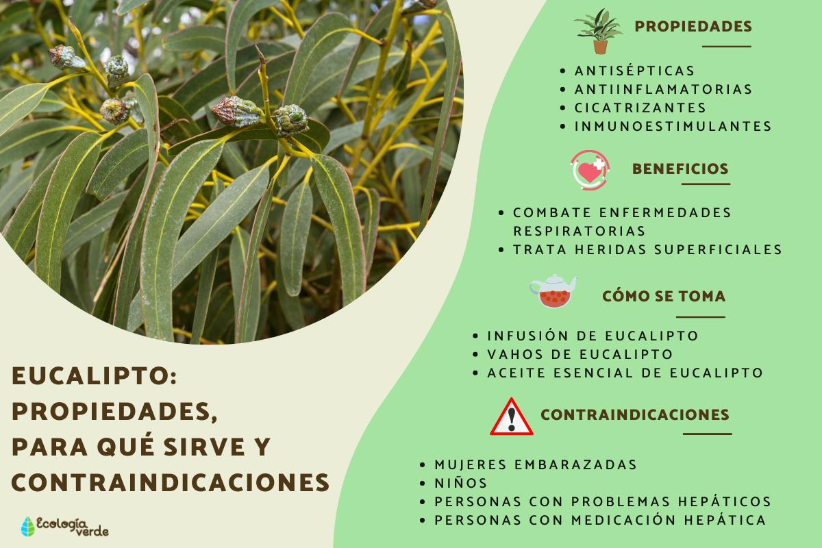 Eucalipto Propiedades, beneficios y contraindicaciones 1 eucalipto propiedades beneficios y contraindicaciones