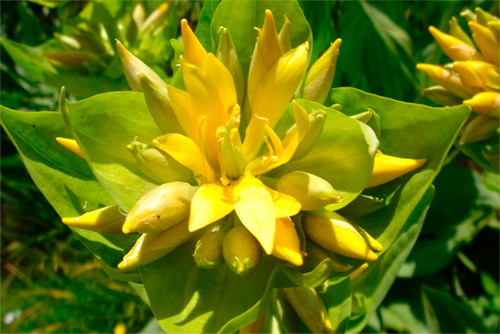 Genciana amarilla Propiedades y beneficios de su raíz 1 genciana amarilla propiedades y beneficios de su raiz