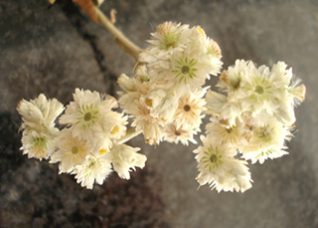 Gordolobo: ¿cuáles son las propiedades y para qué sirve esta planta medicinal? 1 gordolobo cuales son las propiedades y para que sirve esta planta medicinal
