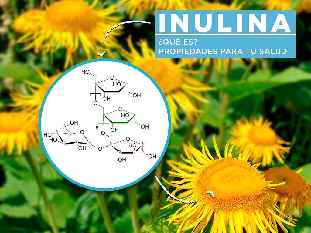 Inulina Qué es y para qué sirve 1 inulina que es y para que sirve