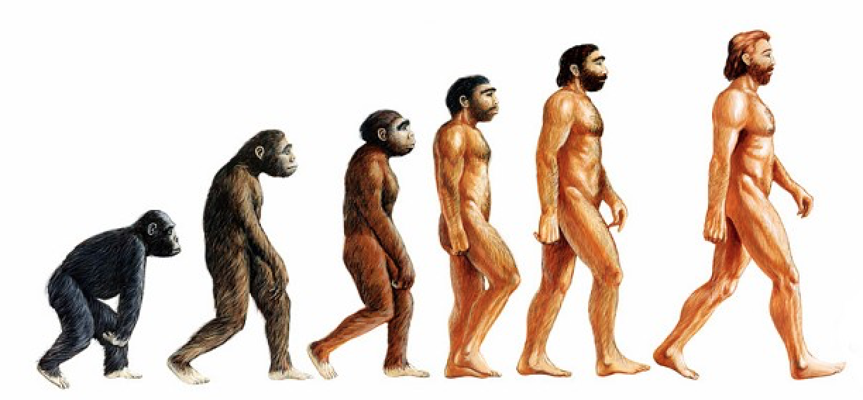 La evolución humana representada en un soporte para libros 1 la evolucion humana representada en un soporte para libros