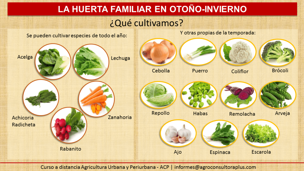 La huerta de invierno orgánica, el cultivo de plantas de hortalizas y verduras 1 la huerta de invierno organica el cultivo de plantas de hortalizas y verduras