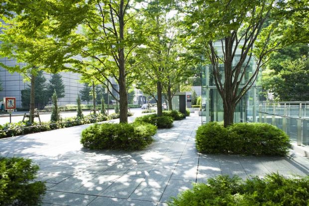 Las ciudades deben pensar en los árboles cómo infraestructura de Salud Pública 1 las ciudades deben pensar en los arboles como infraestructura de salud publica