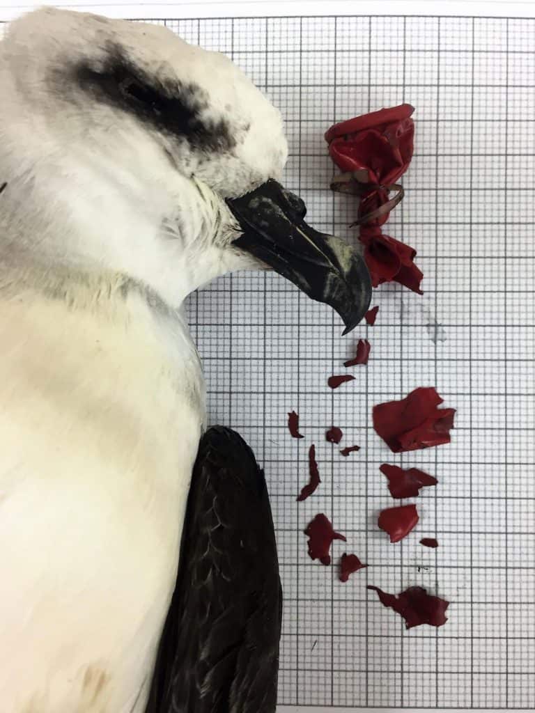 Los Globos de fiesta matan más aves marinas que cualquier otro plástico 1 los globos de fiesta matan mas aves marinas que cualquier otro plastico