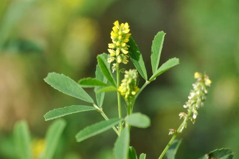 Meliloto o melilotus officinalis o la planta de cumarina 1 meliloto o melilotus officinalis o la planta de cumarina