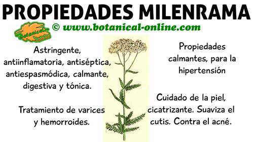 Milenrama: Propiedades medicinales y usos 1 milenrama propiedades medicinales y usos