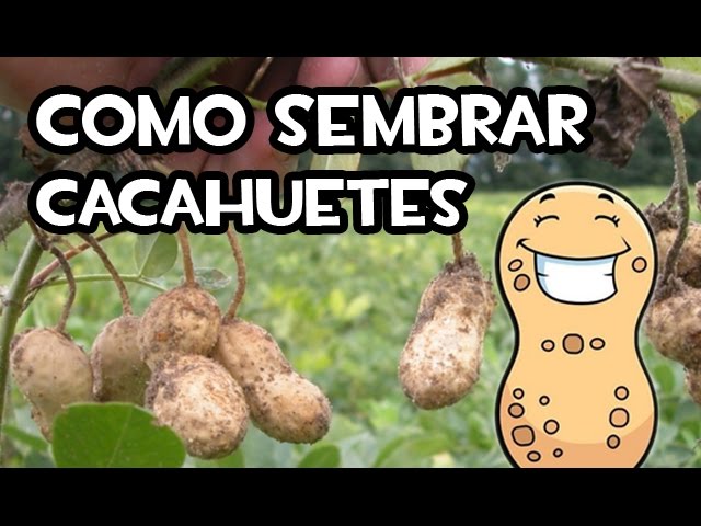 Planta cacahuetes o mani en tu huerto y jardin 1 planta cacahuetes o mani en tu huerto y jardin