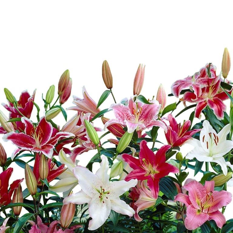 Planta estos bulbos en abril para alegrar tu jardín en verano