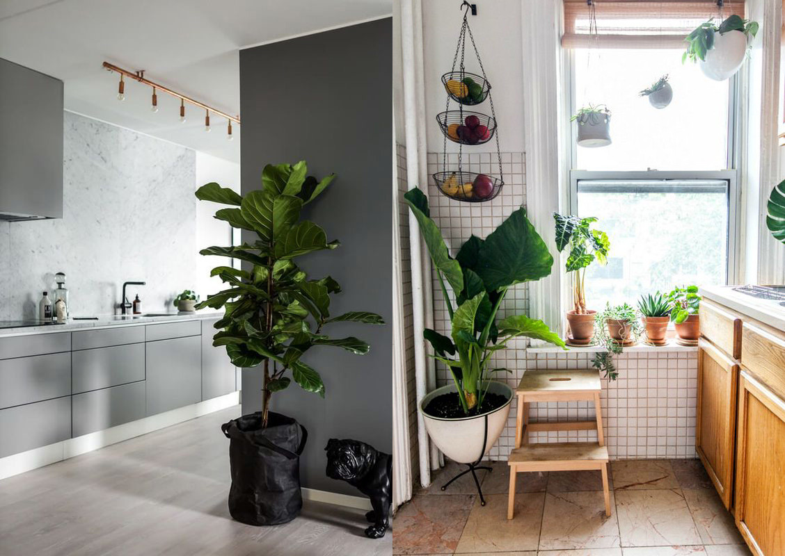 Plantas en la cocina: Ideas para decorar la cocina con plantas 1 plantas en la cocina ideas para decorar la cocina con plantas