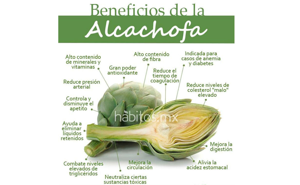 Propiedades y beneficios de la alcachofa 1 propiedades y beneficios de la alcachofa