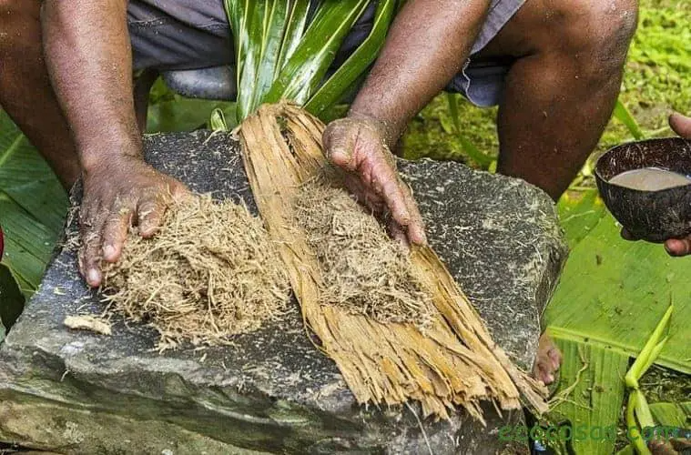 ¿Qué es Kava? Ventajas, uso seguro y cómo hacer el té de la kava 1 que es kava ventajas uso seguro y como hacer el te de la kava