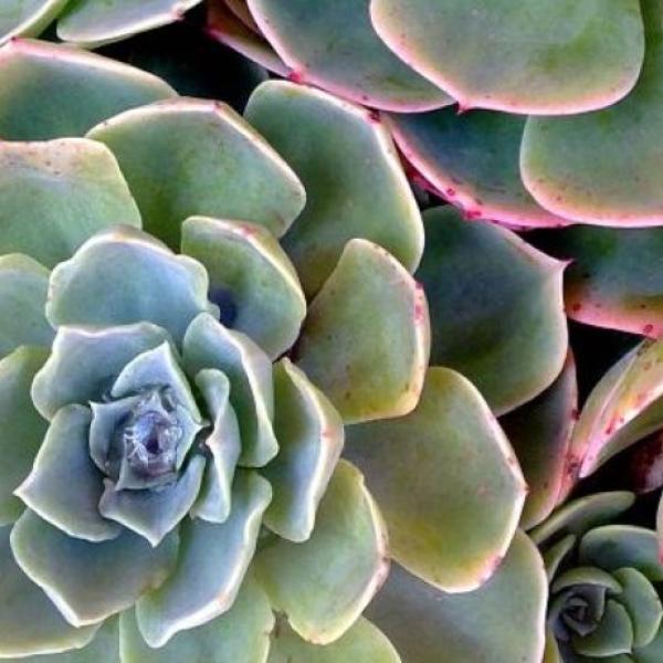 Suculentas: tipos, características y cuidados 1 suculentas tipos caracteristicas y cuidados