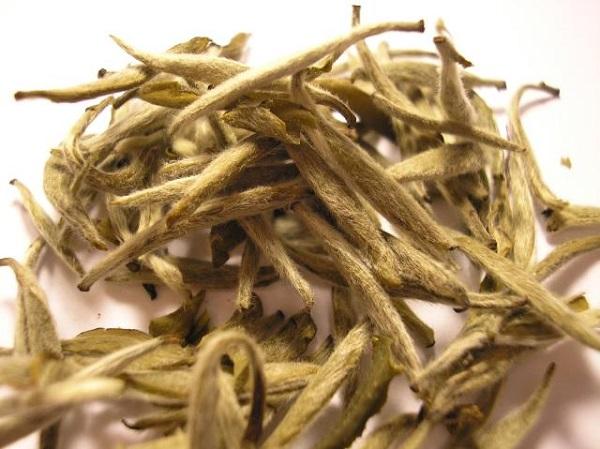 Té blanco, propiedades, formas de usos y contraindicaciones 1 te blanco propiedades formas de usos y contraindicaciones