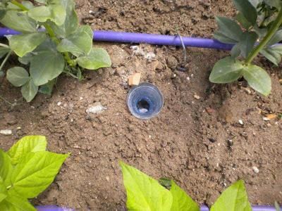 Trampas para caracoles y babosas: 3 métodos efectivos y libre de tóxicos para mantenerlos a raya en el huerto orgánico 1 trampas para caracoles y babosas 3 metodos efectivos y libre de toxicos para mantenerlos a raya en el huerto organico