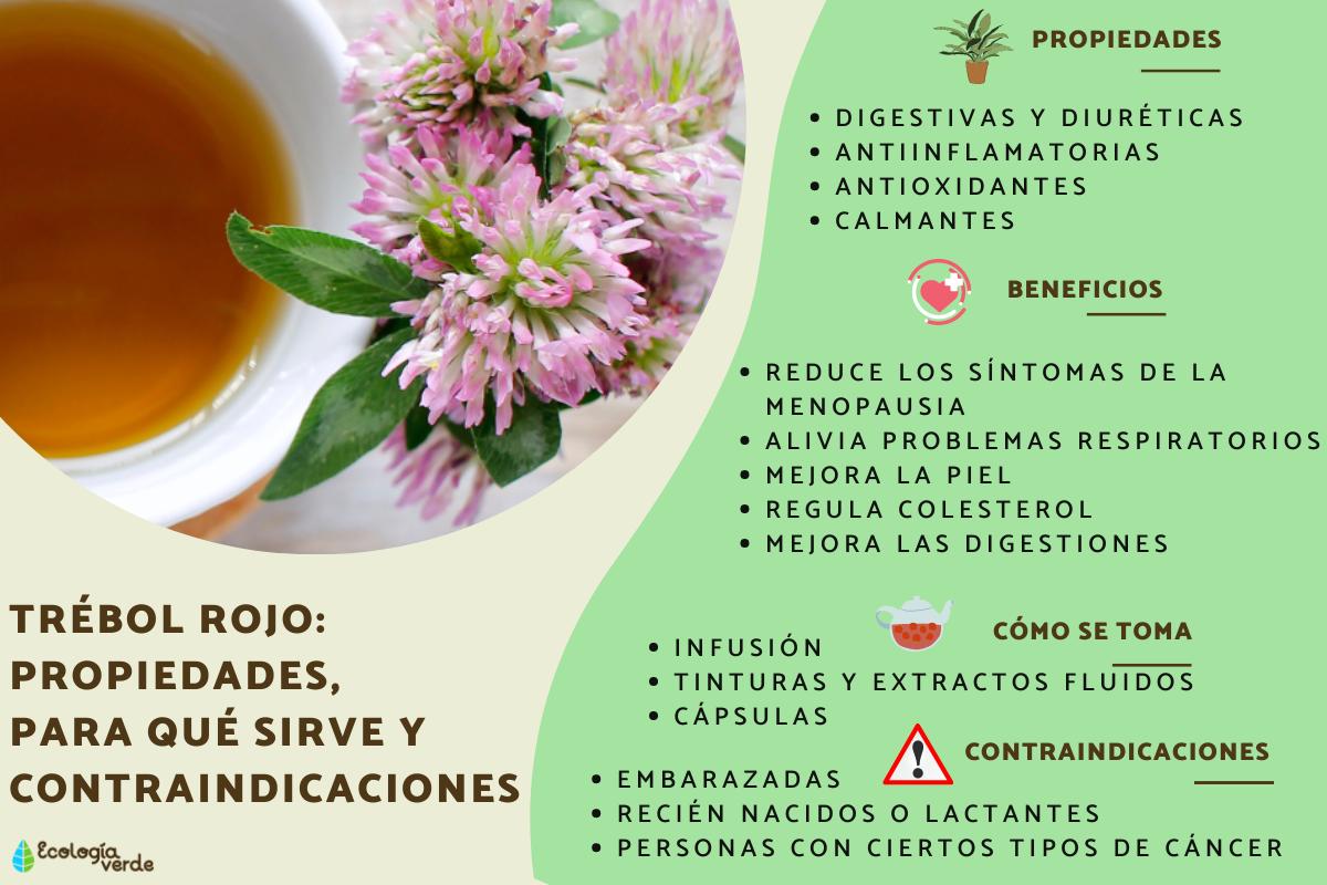 Trébol rojo: propiedades y contraindicaciones 1 trebol rojo propiedades y contraindicaciones
