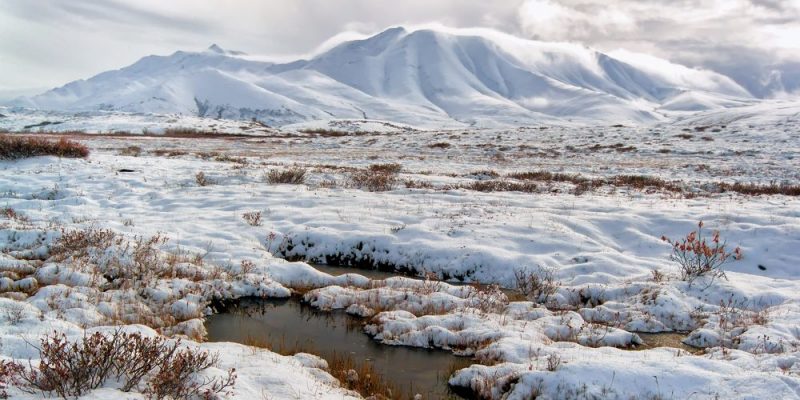 Tundra Qué es, cuál es su clima, sus características y su fauna 1 tundra que es cual es su clima sus caracteristicas y su fauna