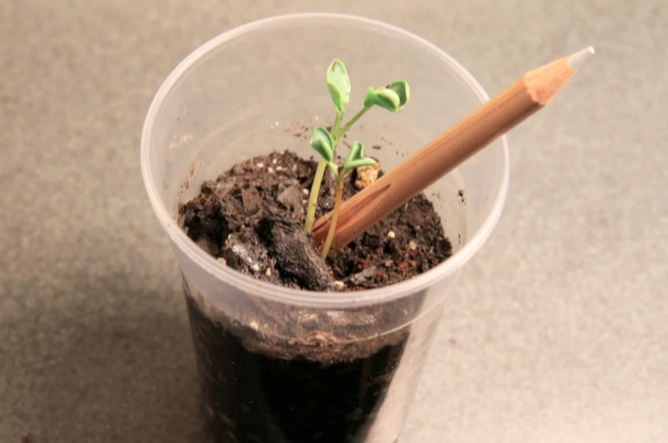 Un lápiz que se transforma en planta 1 un lapiz que se transforma en planta