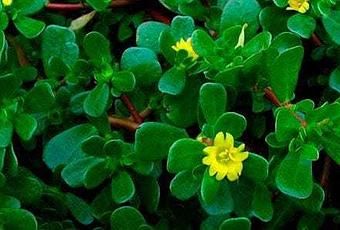 Verdolaga, una planta que no cuesta nada y sirve para todo 1 verdolaga una planta que no cuesta nada y sirve para todo